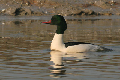 Grote Zaagbek / Goosander