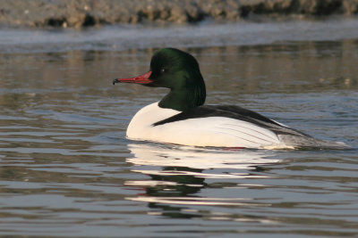 Grote Zaagbek / Goosander