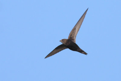 Gierzwaluw / Common Swift