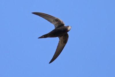 Gierzwaluw / Common Swift
