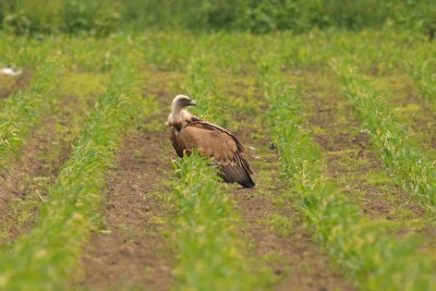 Vale Gier / Griffon Vulture