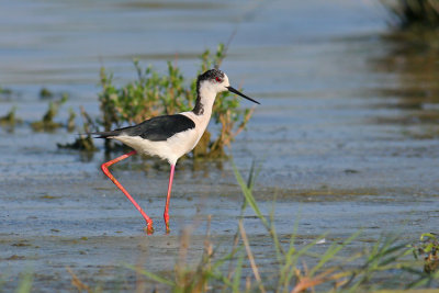 Steltkluut / Black-winged Stilt