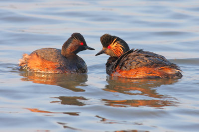 Geoorde Fuut / Black-necked Grebe