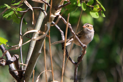 3007   Clay-colored Sparrow