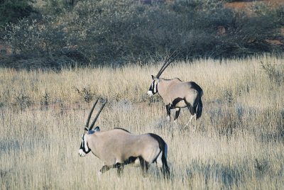 Kgalagadi 2006