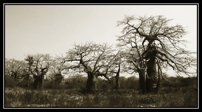 Angolan Giants