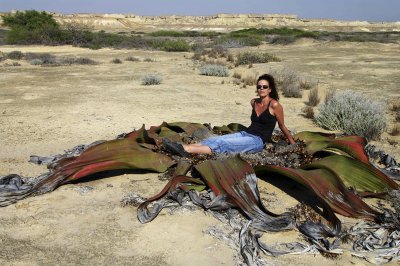 Welwitschia Mirabillis 3