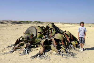 Giant Welwitschia Mirabillis