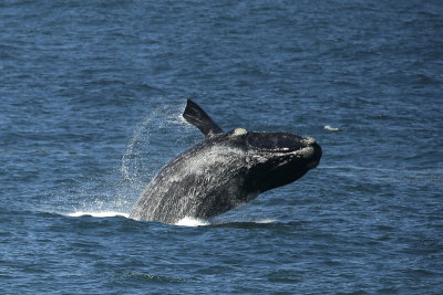 Whales - Hermanus