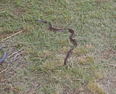 1511 Sonoran Gopher Snake