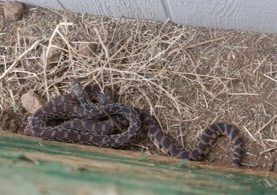  1512 Sonoran Gopher Snake