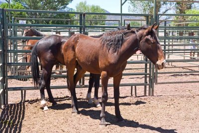 2944 BLM wild horses and burros up for auction