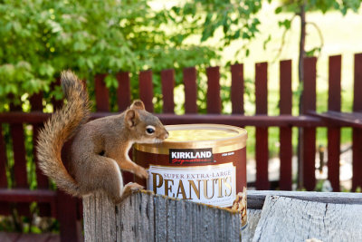 7329 Freddy says  I love my Kirkland peanuts.
