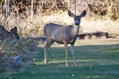 7501 Deer.jpg