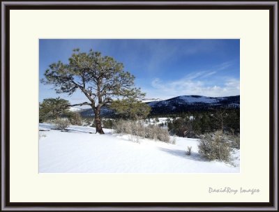  snow 6