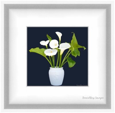 Calla Lilly