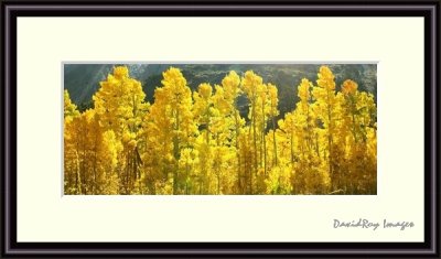 fall color 6