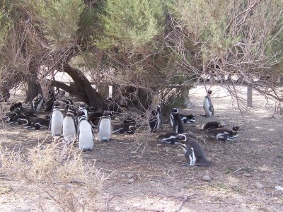 Estancia San Lorenzo penguins