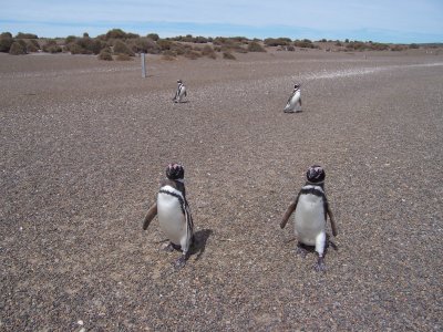 Estancia San Lorenzo penguins