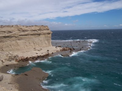 Punta Delgada sea lions
