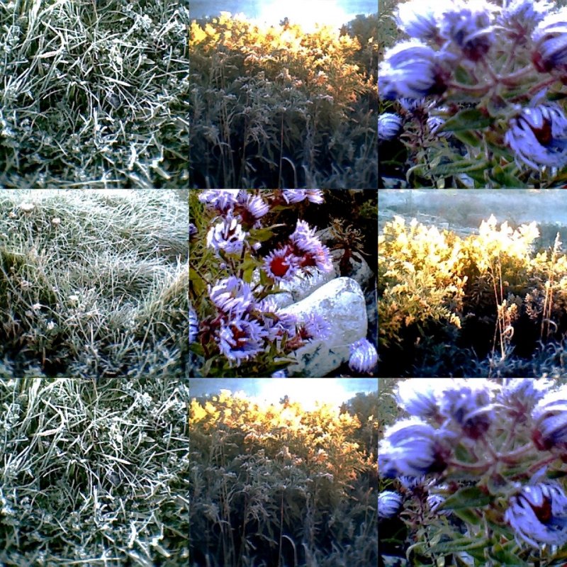 collage16.jpg