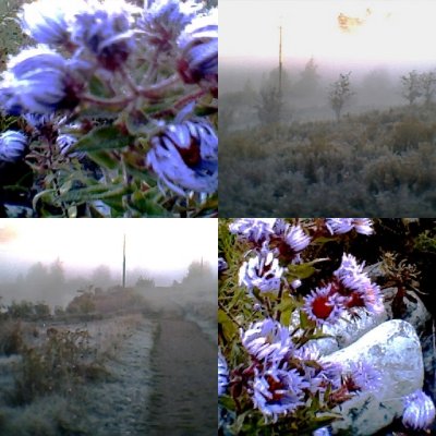 collage19.jpg