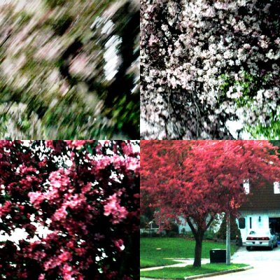 collage135.jpg