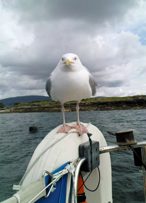 Friendly Gull