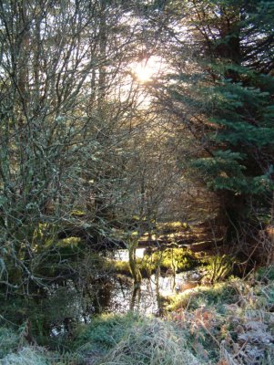 Winter Glade