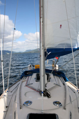 Cliona