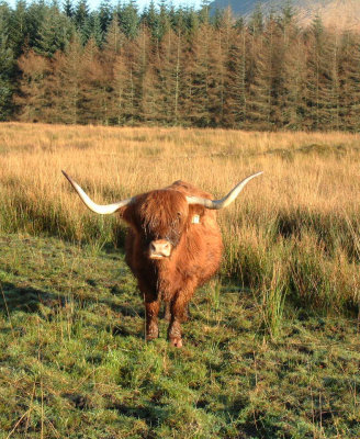 Highlander