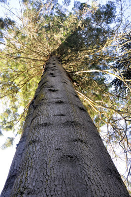 UK's Tallest Tree