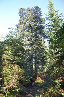 European Silver Fir