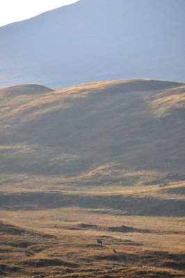 Monarch of the Glen