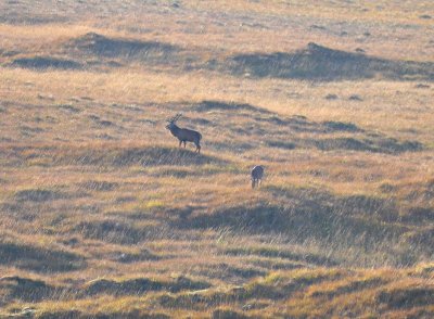 Monarch of the Glen 2