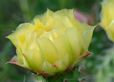 cactus_flowers