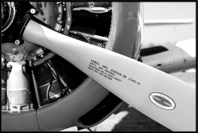 DSC_9108-bw.jpg