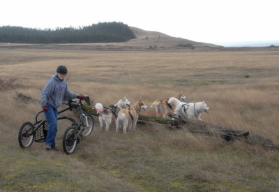 dog_carting