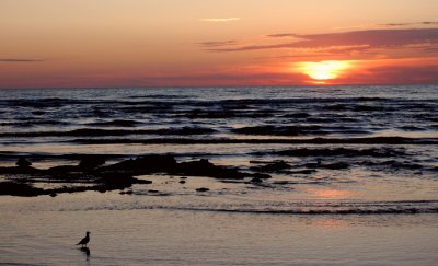 Bird of Oceans
