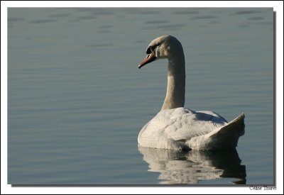 Cygnes