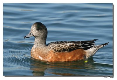 Canard de Chiloe ou siffleur du Chili