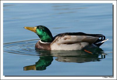 Canards colverts