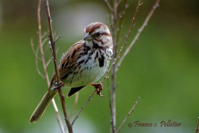 Bruant chanteur_DSC_3977.jpg