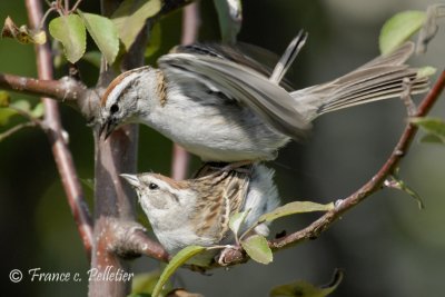 Bruant familier_DSC9243.jpg