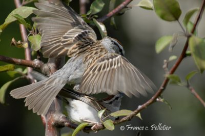 Bruant familier_DSC9249.jpg