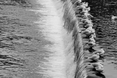 B&W shot of Gulls