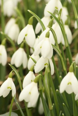 Snowdrops