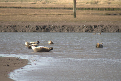 Seals on the Tees Estuary