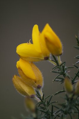 Gorse bush flowers