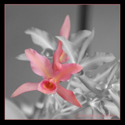 A Pink Orchid